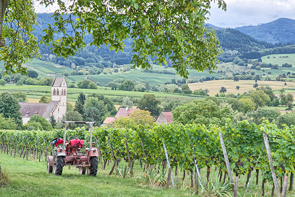 Markgräflerland und Schwarzwald